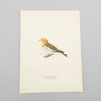 LITOGRAFISKA TRYCK, ca 150 st, Ferdinand von Wright, Börtzells, Stockholm.