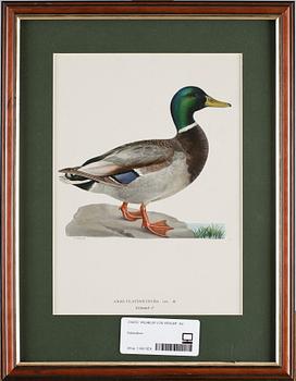 PARTI LITOGRAFISKA TRYCK, 4 st, efter Wilhelm von Wright, 1900-tal.