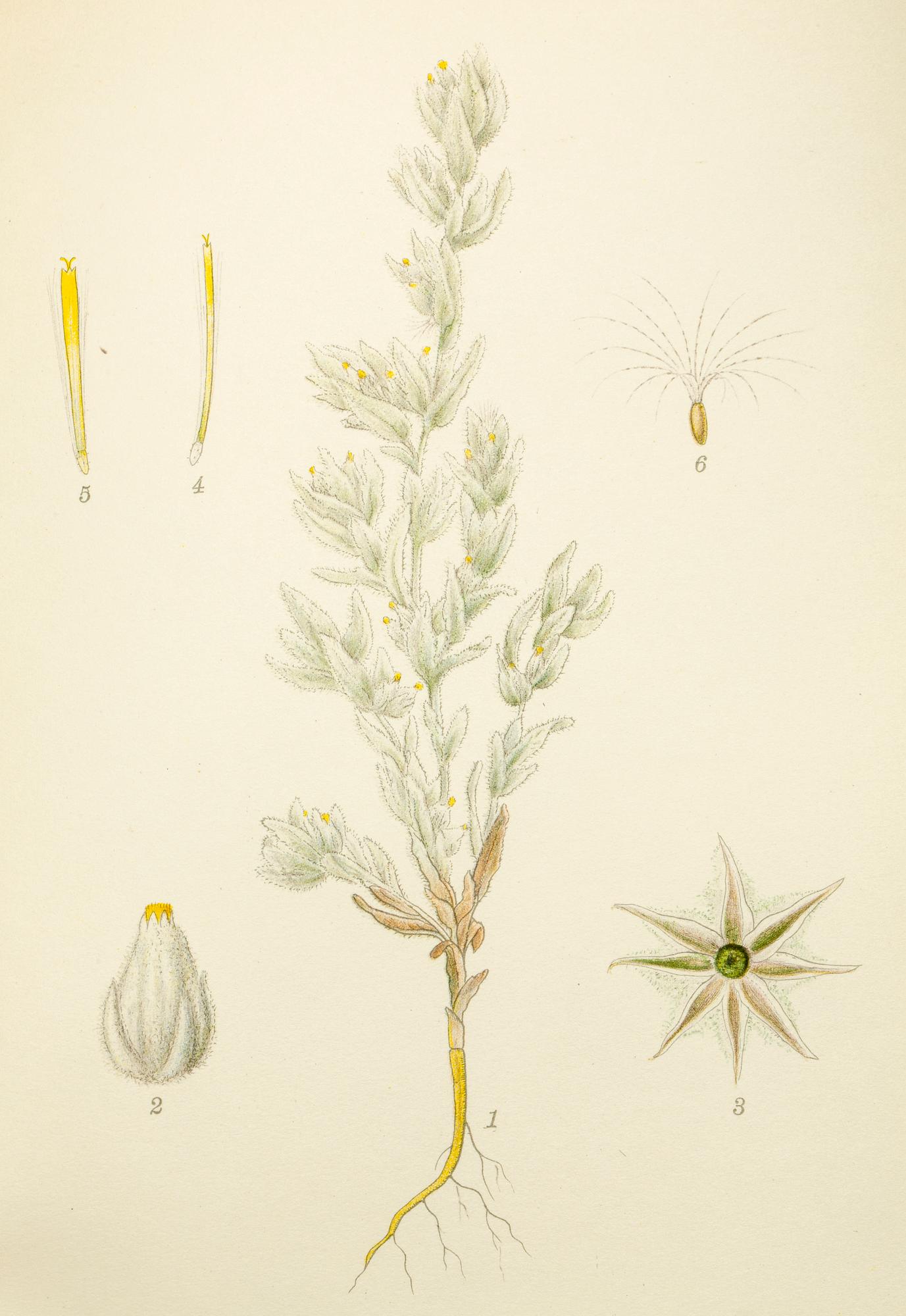 BÖCKER, 3 volymer, "Nordens flora", CAM Lindman.