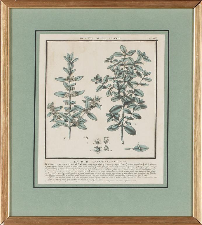 GRAFISKA BLAD, 4 st, kolorerade, 1700/1800-tal.