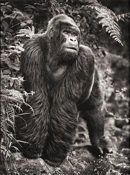 202. Nick Brandt, "Gorilla on Rock, Parc des Volcans", 2008.