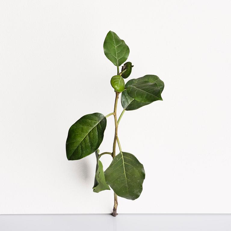 Tony Matelli, "Weed #424".