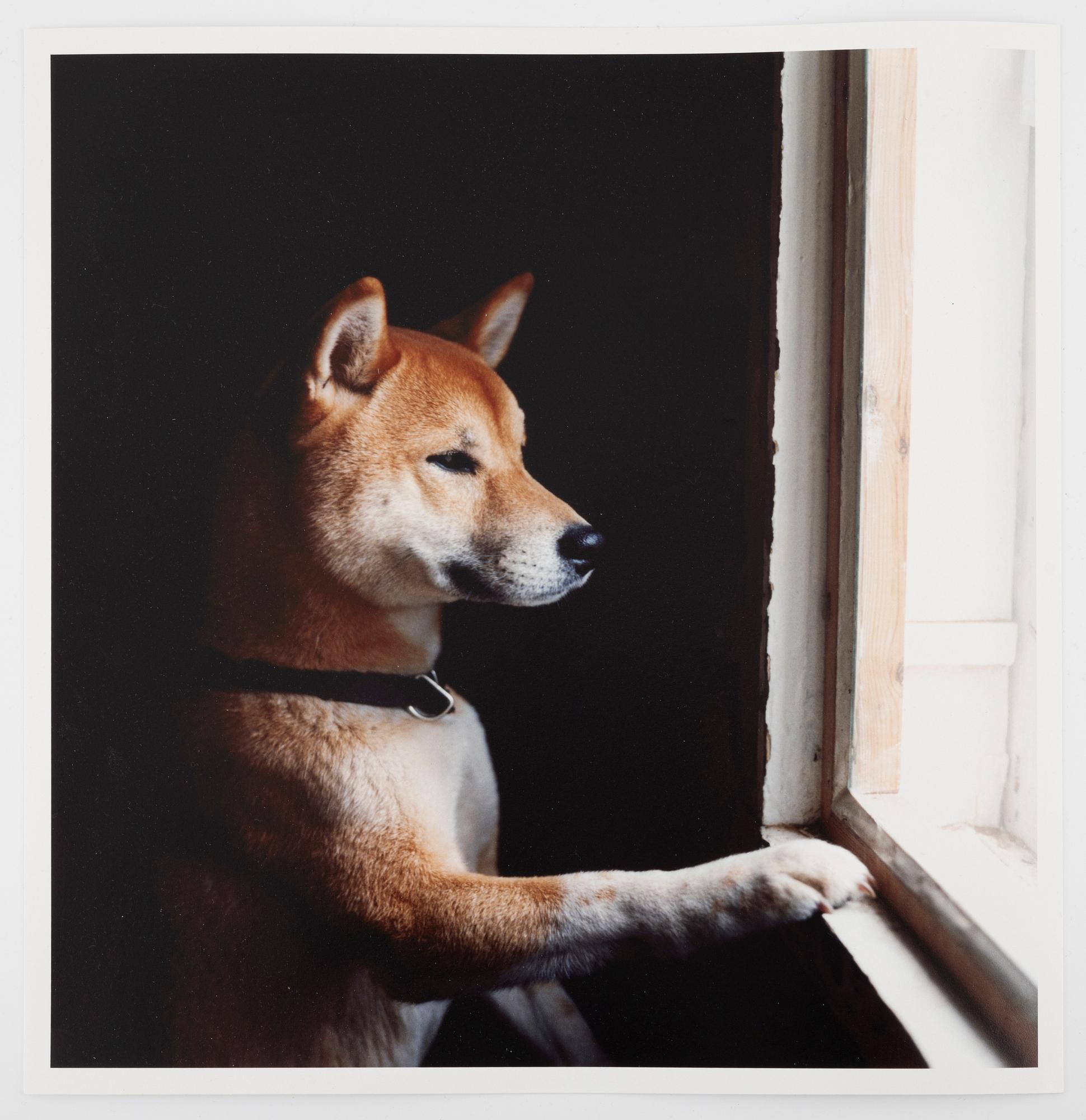 Peter de Ru, "Shiba (Japansk spets)", 2004.