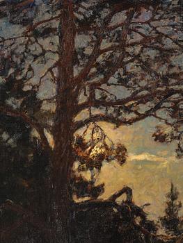 Gottfrid Kallstenius, Tallar i skymning.