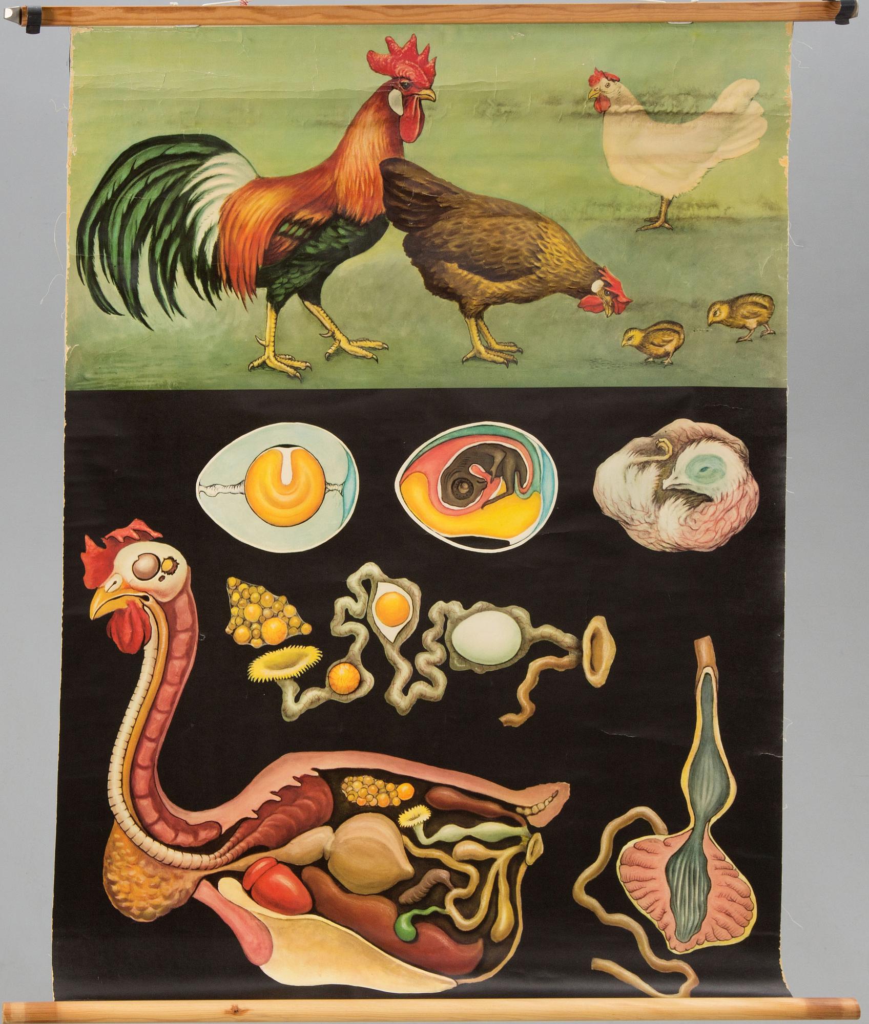 SKOLPLANSHER, 3 st, Gumperts, djurmotiv.