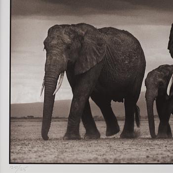 Nick Brandt, "Elephants and Egrets after storm, Amboseli, 2007".