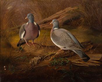 FERDINAND VON WRIGHT, PIGEONS.