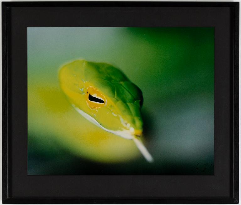 Mattias Klum, photo, signed 2710.
