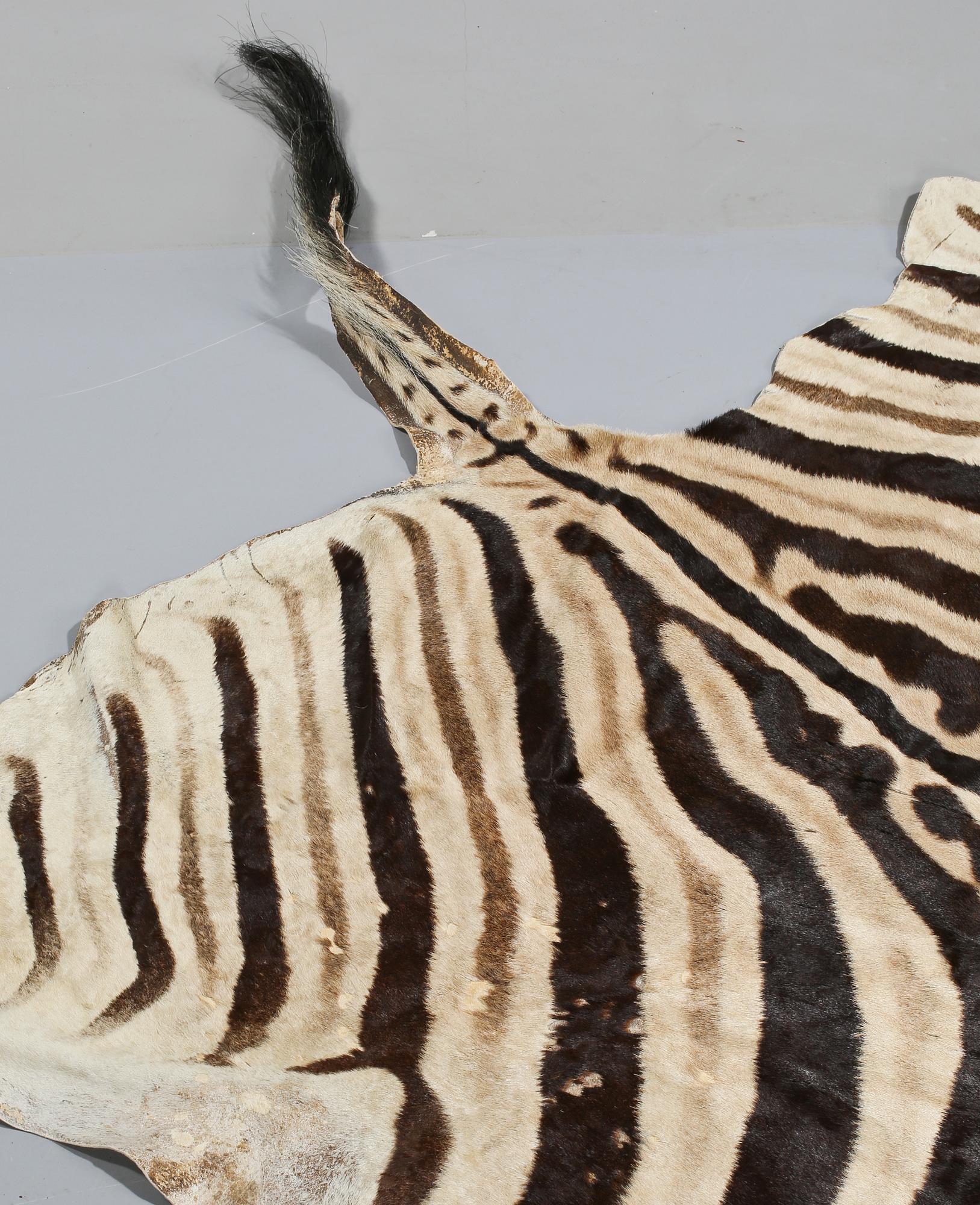 ZEBRASKINN, Namibia, 1988.