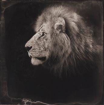 Nick Brandt, "Portrait of Lion, Serengeti, 2000".