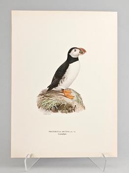 GRAFISKA BLAD, 170 st, ur von Wrights "Svenska fåglar", 1920.