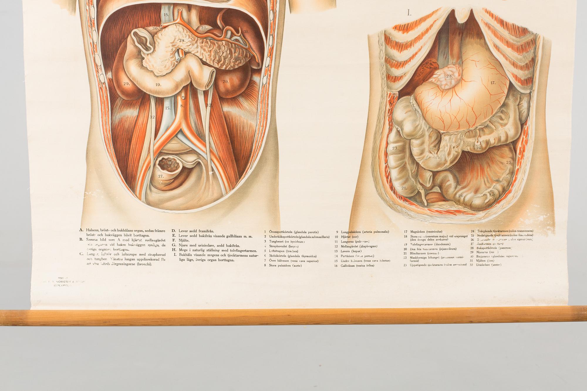 ANATOMISK PLANSCH 1900-talets början.