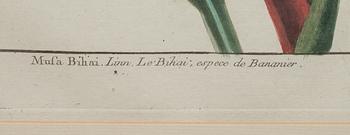 KOPPARSTICK, 2 st. "Le Jardin D'eden botanical". Omkring 1800.