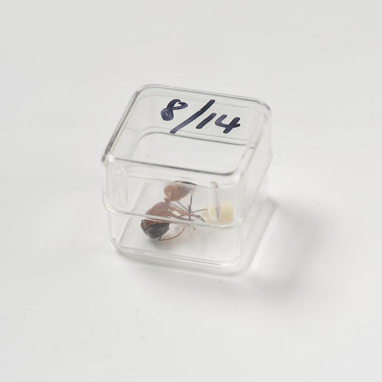 Rosemarie Trockel & Kirsten Ortwed, "Blue Box", 1990.