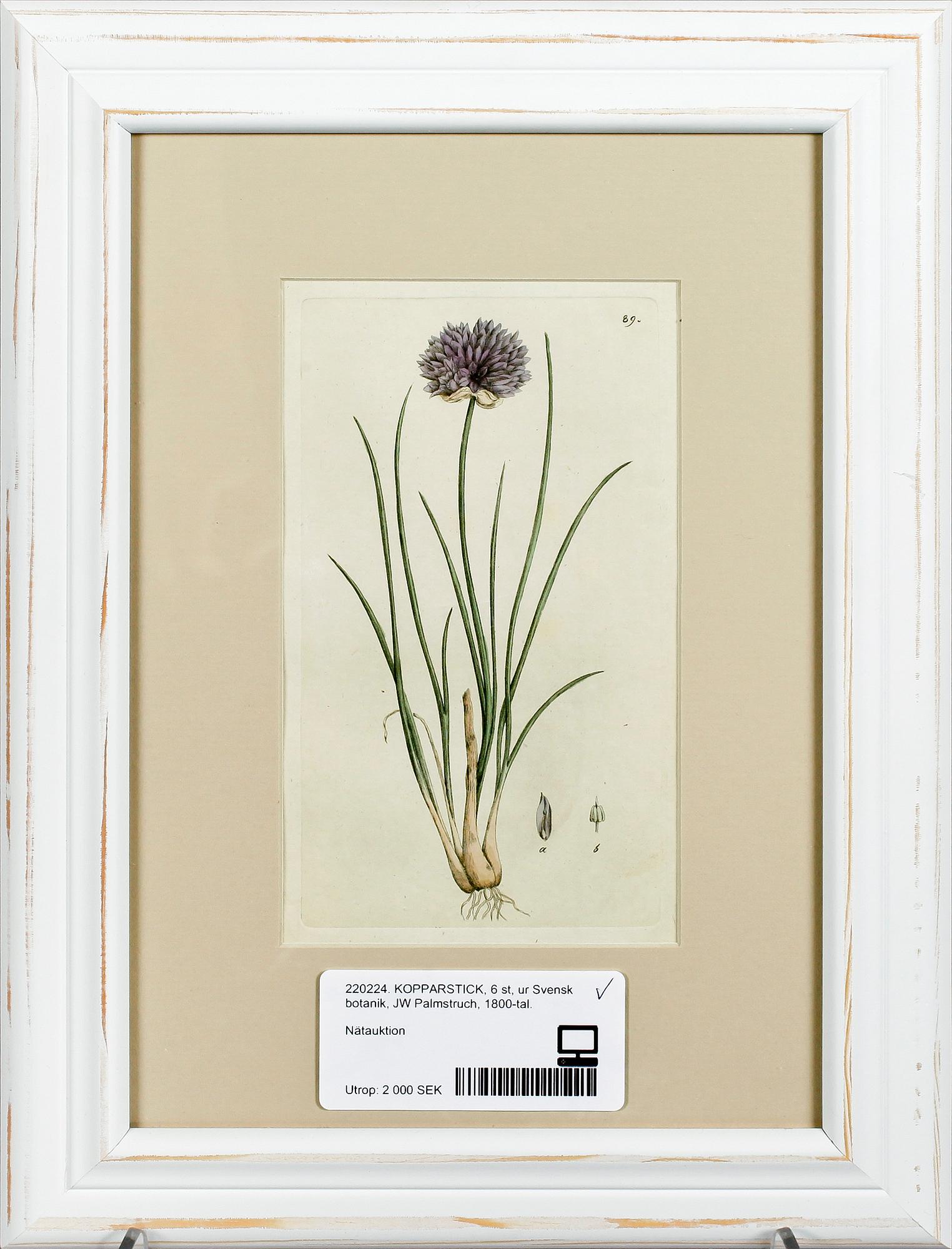 KOPPARSTICK, 6 st, ur Svensk botanik, JW Palmstruch, 1800-tal.