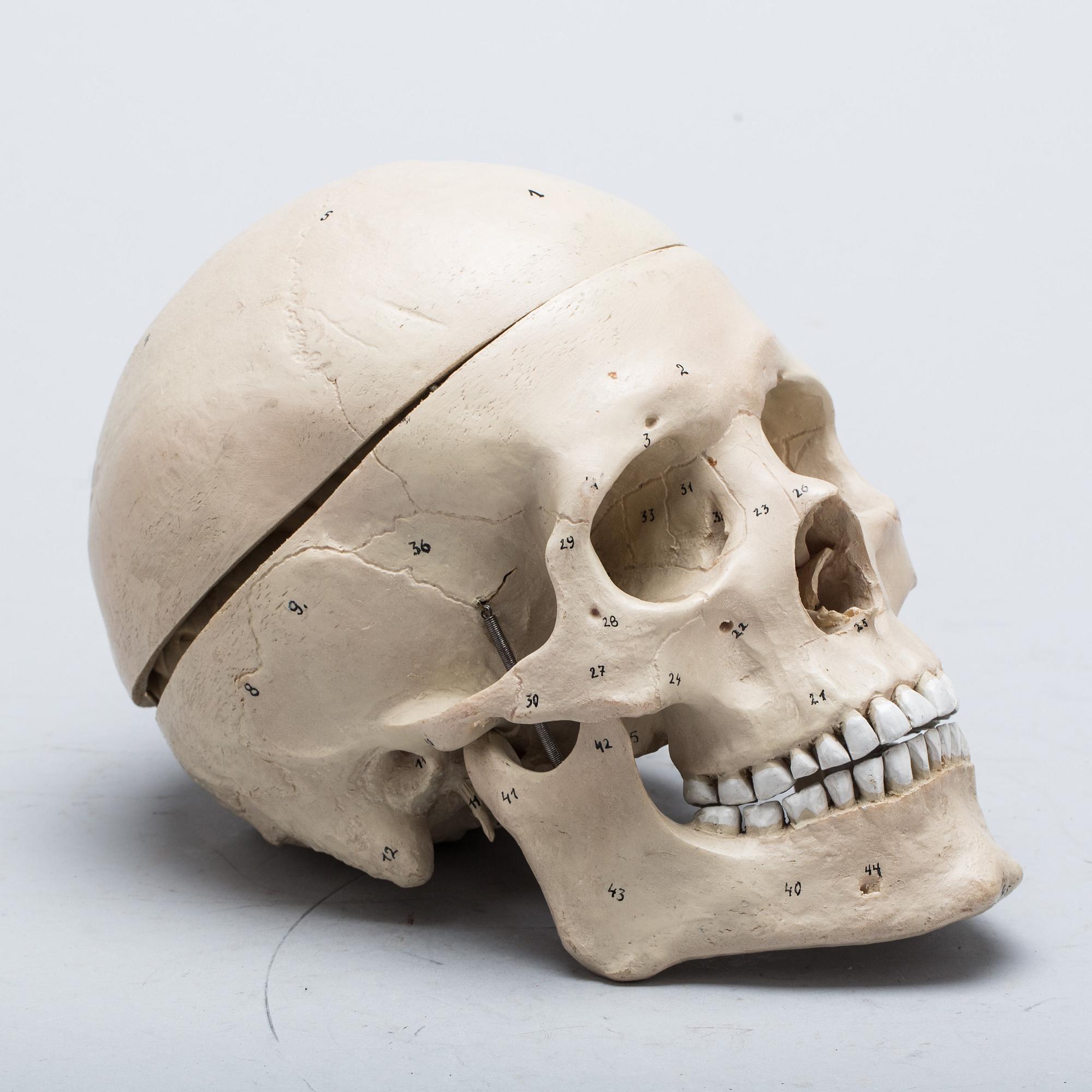 ANATOMISK MODELL, huvud. Plast.