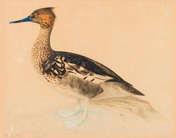 45. Magnus von Wright, BIRD.