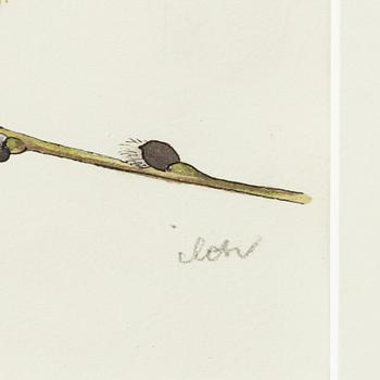 Ilon Wikland, Blue tit on a willow branch.