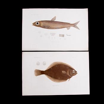 KROMOLITOGRAFIER, 20 st, 1800-talets första hälft.