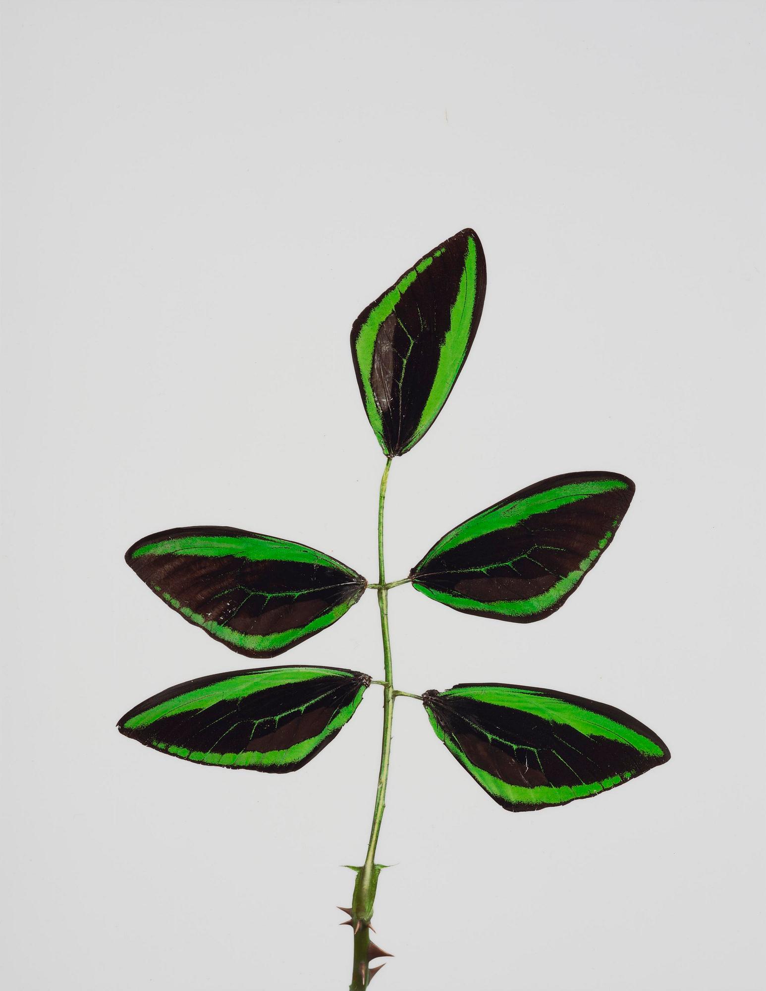 Nathalia Edenmont, "Minaeto", 2007-2008.