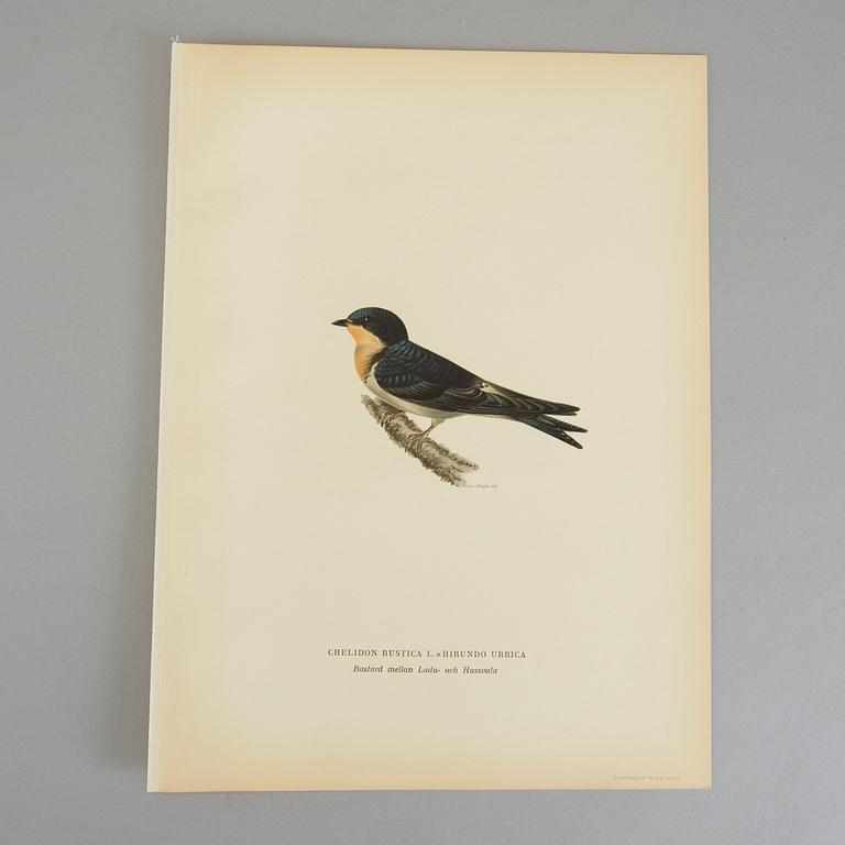 Ca 50 lithographic prints from "Svenska Fåglar", Brothers von Wright.