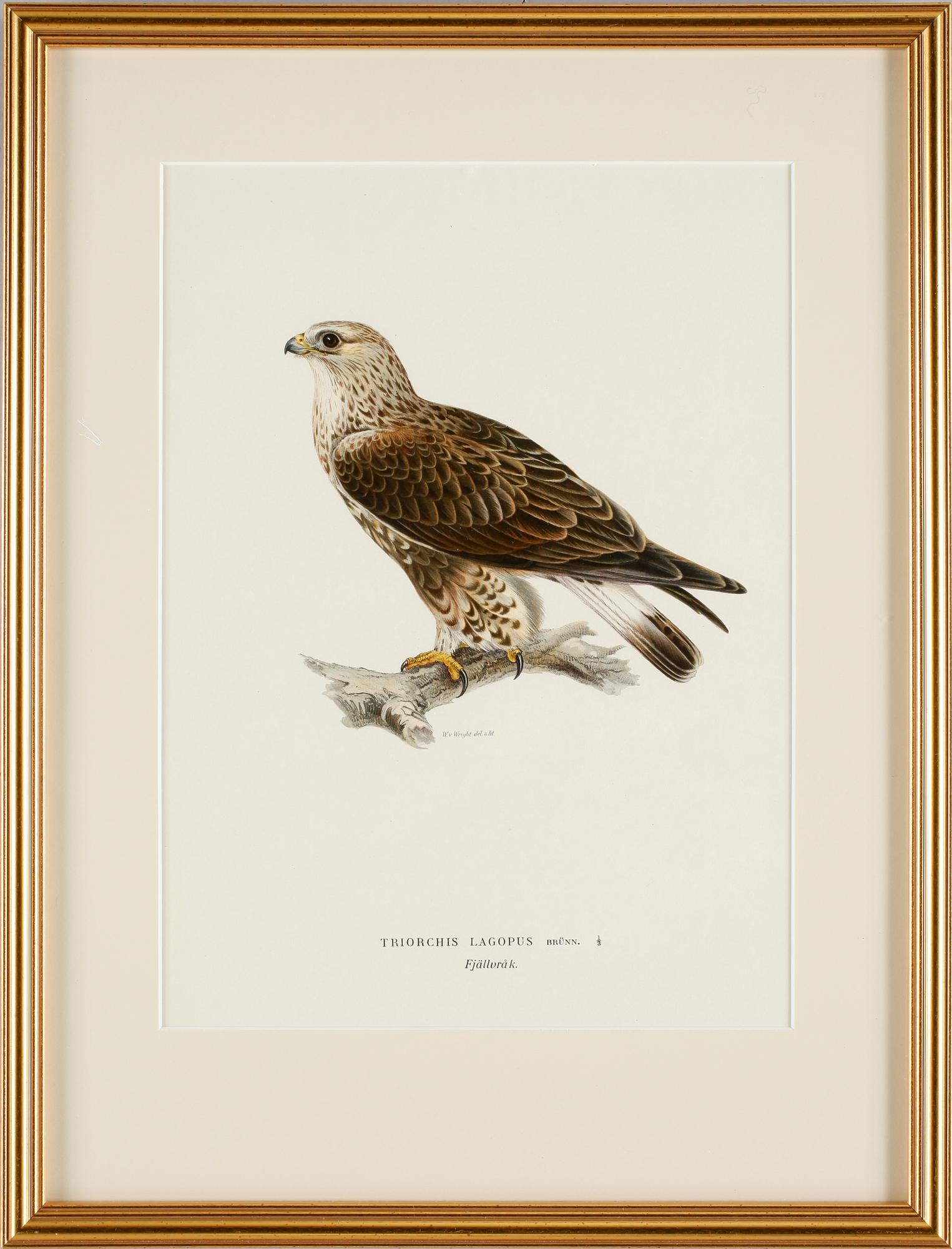 GRAFISKA TRYCK, 4 st, ur von Wrights fåglar.