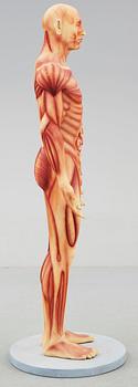 ANATOMISK MODELL, plast, omkr 2000.