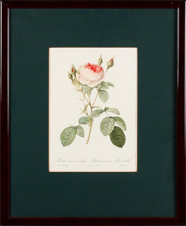 TAVLOR, 5 st, efter Redouté, tryck, 1900-talets andra hälft.