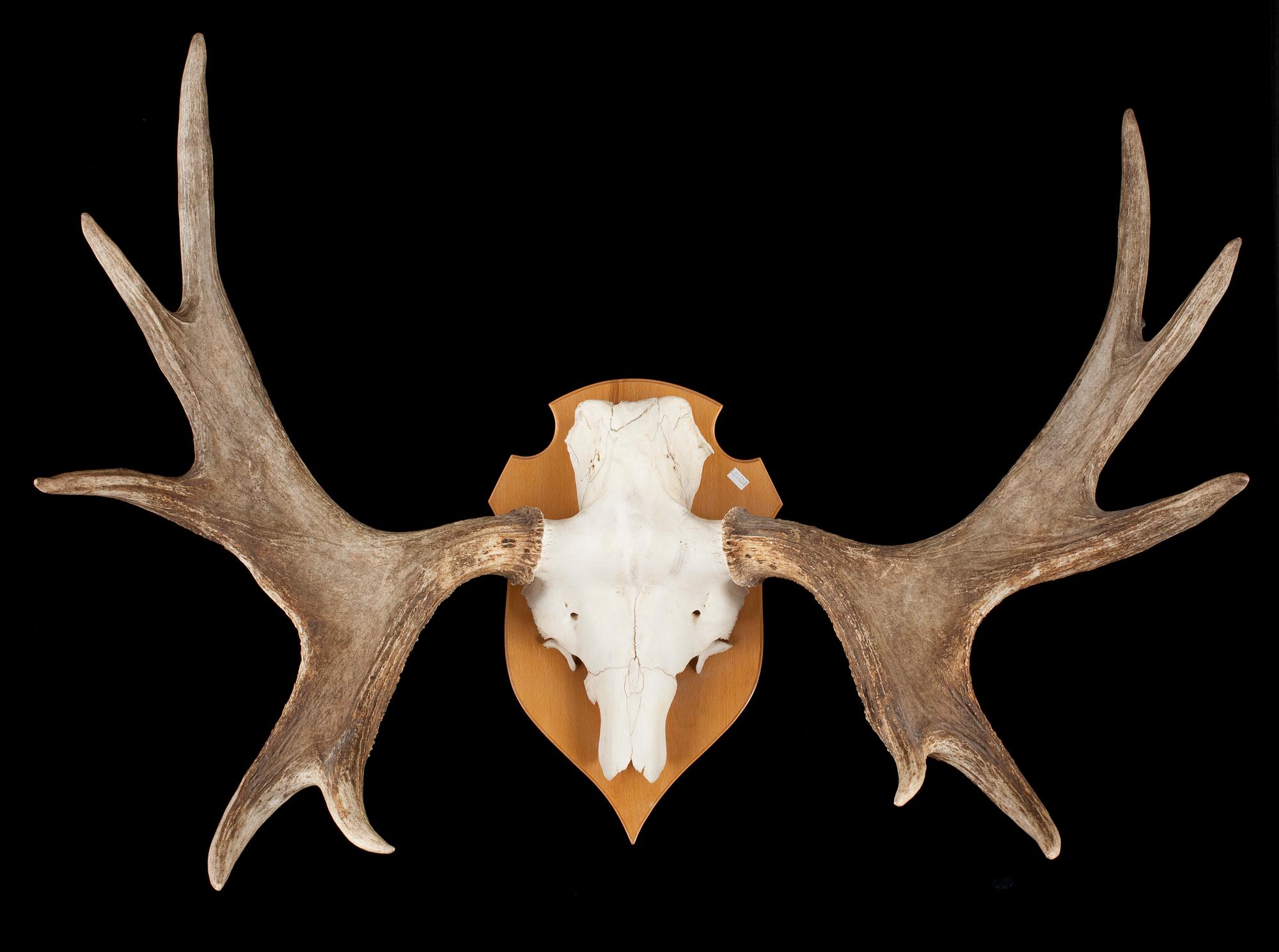 JAKTTROFFÉ, älgkrona, 1900-tal.