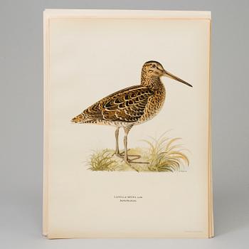 LITHOGRAPH, 30 pcs, after von Wright, Magnus, Wilhelm and Ferdinand & Hallberg, Bror. A. Börtzell, Stockholm.