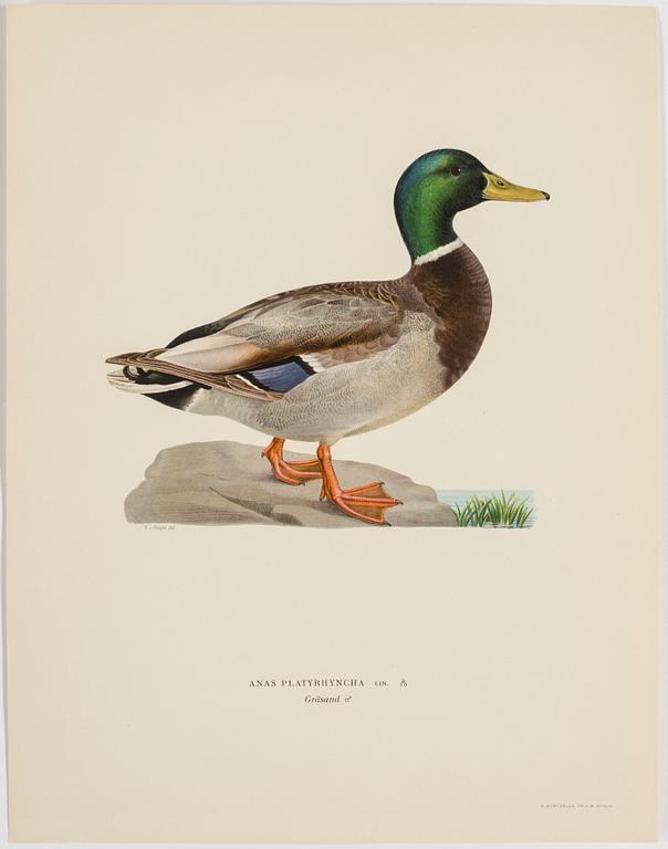 A set of 252 "Svenska fåglar" posters by M o W von Wright, Ivar Baarsens publishings, Stockholm.
