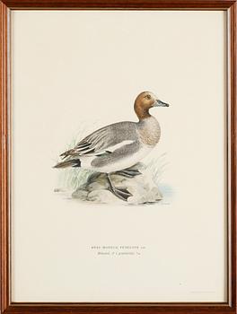 LITOGRAFISKA TRYCK, 13 st, ur von Wrights "Svenska fåglar", A. Börtzells, Stockholm.