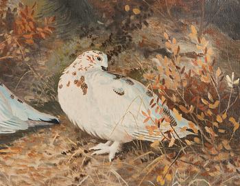 Matti Karppanen, Willow Grouse in the Woods.