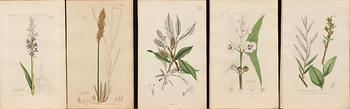 UR "ENGLISH BOTANY" 3:e upplagan, vol VII, 1854 172 st handkolorerade kopparstick. London.