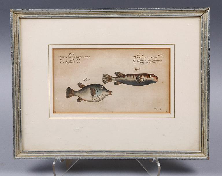 HANDKOLORERADE KOPPARSTICK, 3 st. Ur "Allgemeine Naturwissenschaft der Fische", utgiven Berlin 1782-95.