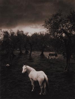 PENTTI SAMMALLAHTI, "CILENTO, ITALY".