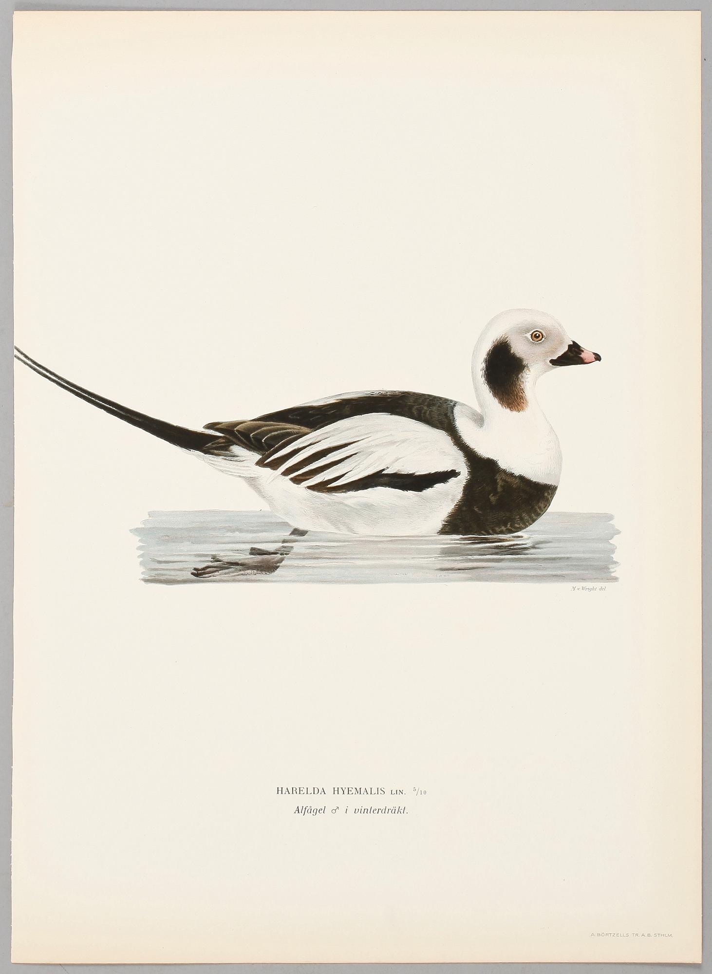 LITOGRAFISKA TRYCK, 124 st, ur von Wrights "Svenska fåglar", 1920-tal.