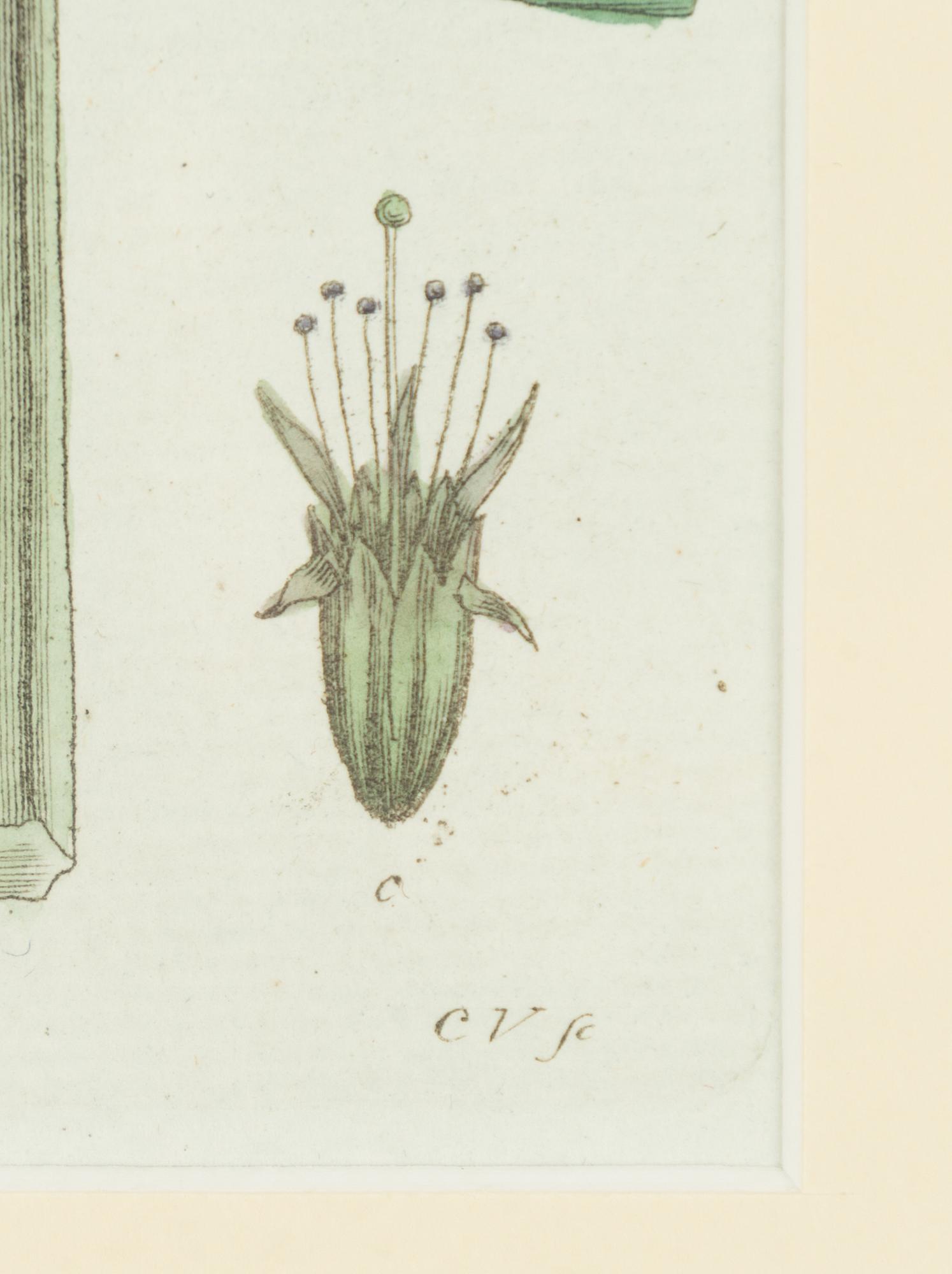 Twelve hand-coloured engravings, J.W. Palmstruch, from 'Svensk Botanik', 1802-1840.