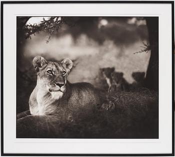Nick Brandt, "Lioness with Cubs Under Tree, Serengeti, 2004".