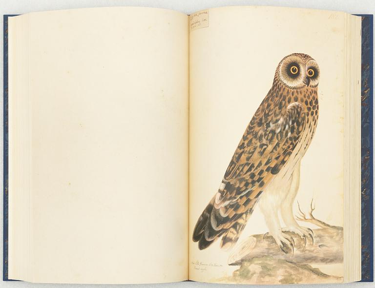 Olof Rudbeck d.y., 'Svenska fåglar (Swedish birds)'.