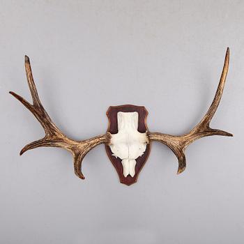 JAKTTROFÉ, 1900-tal.