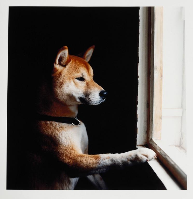 Peter de Rue,  "Shiba (Japansk spets)", 2004.