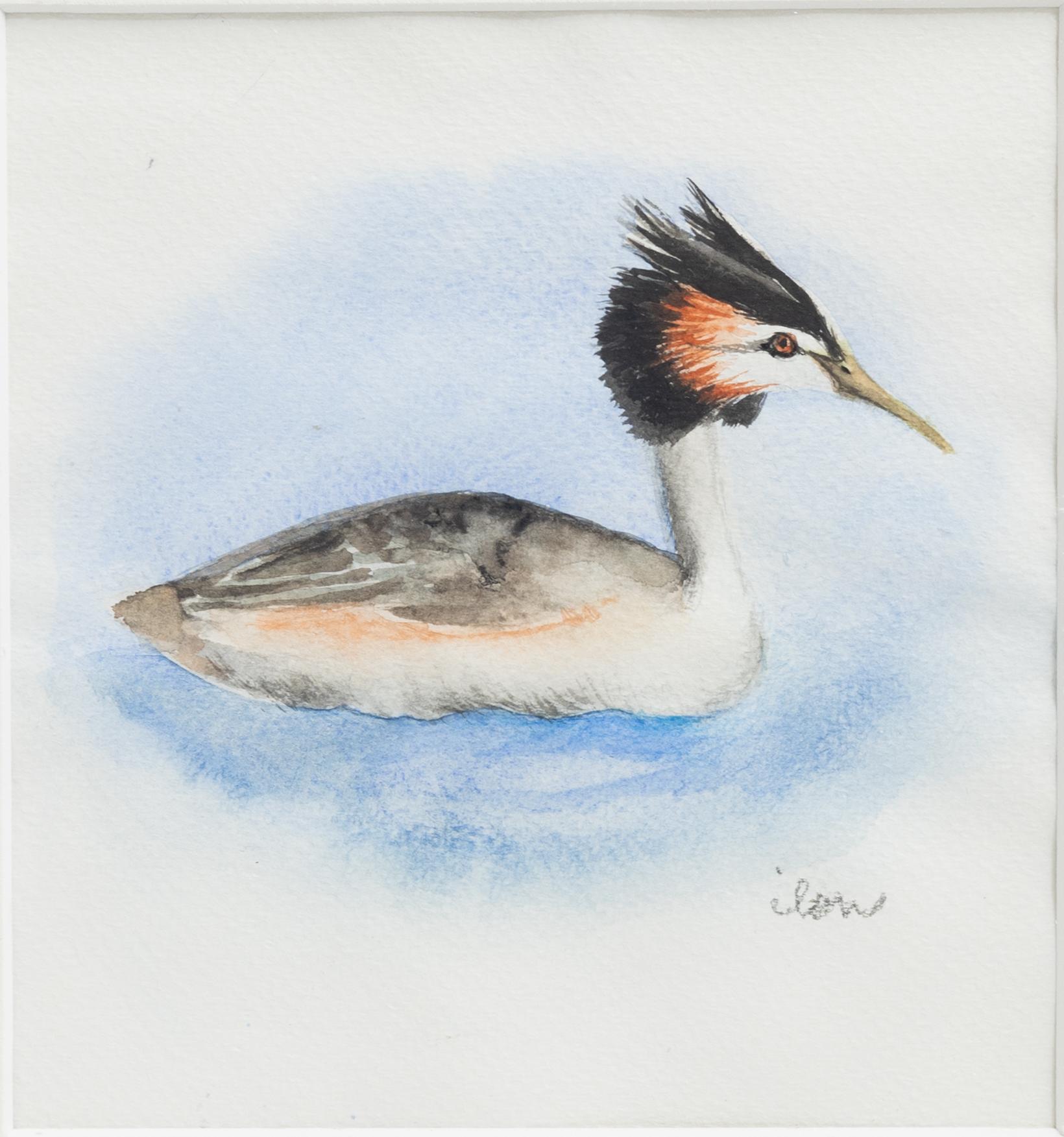 Ilon Wikland, Black-necked grebe.