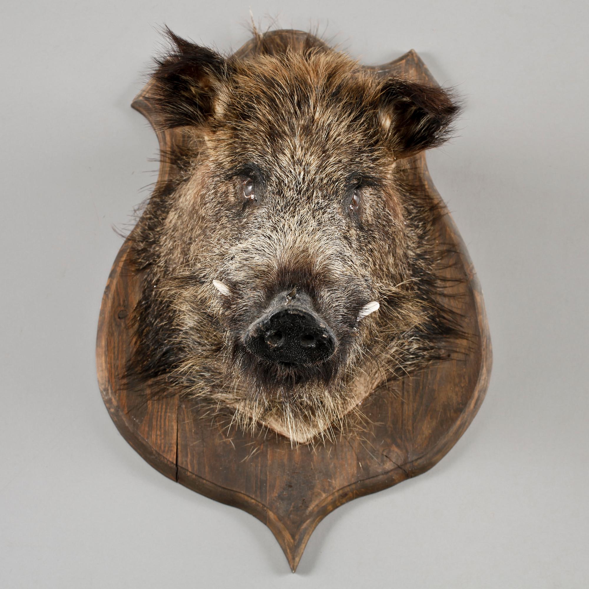 JAKTTROFÉ, vildsvinshuvud, 1900-tal.