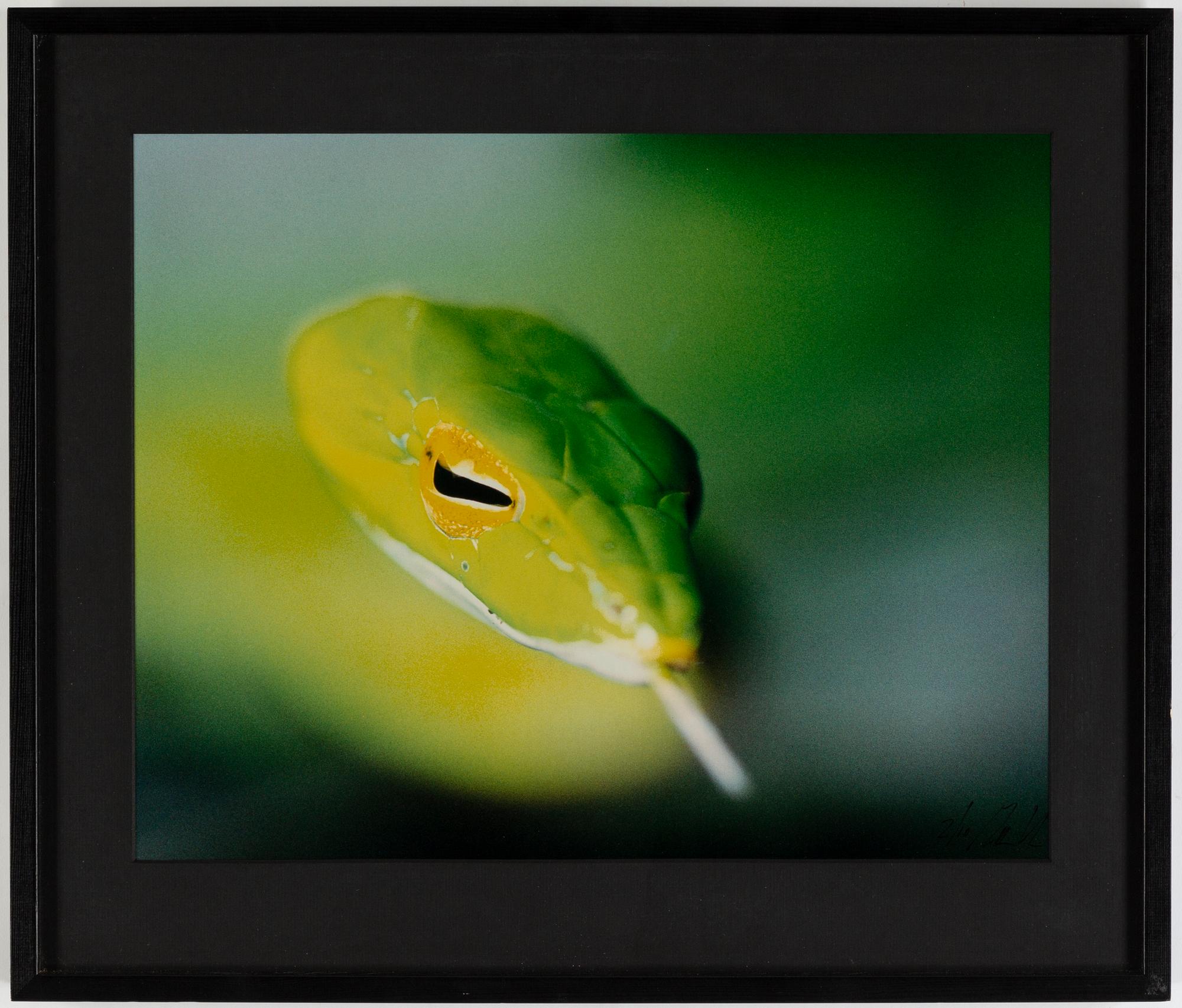 Mattias Klum, photo, signed 2710.