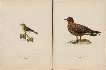 FROM VON WRIGHT "SVENSKA FÅGLAR", 50 pcs, A. Börtzells. 1924.