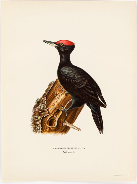 LITHOGRAPH app 120, after M & W von Wrights "Svenska fåglar", A Börtzells, Stockholm, 1917-29.