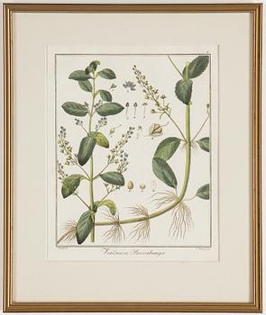 Four 18th century hand coloured engravings.