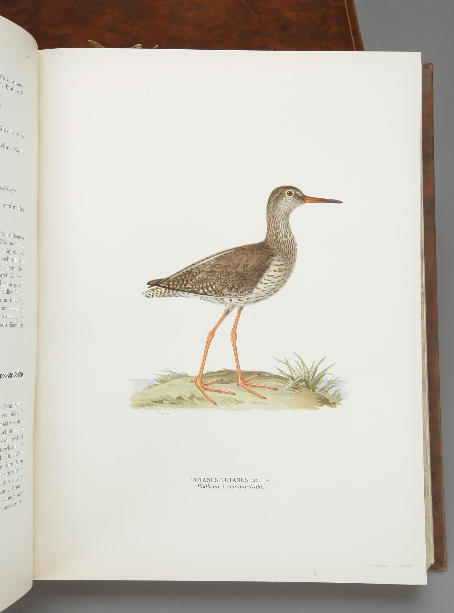 M, W. OCH F. VON WRIGHT, "Svenska fåglar", numrerad 263, Stockholm 1927-29.