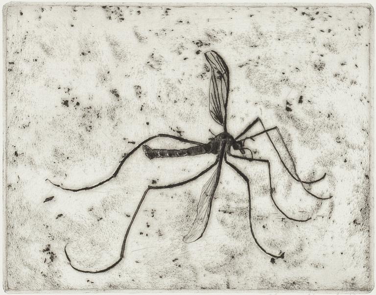 Hans Wigert, Mosquito.